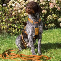 Niggeloh - Spårsele "Follow"