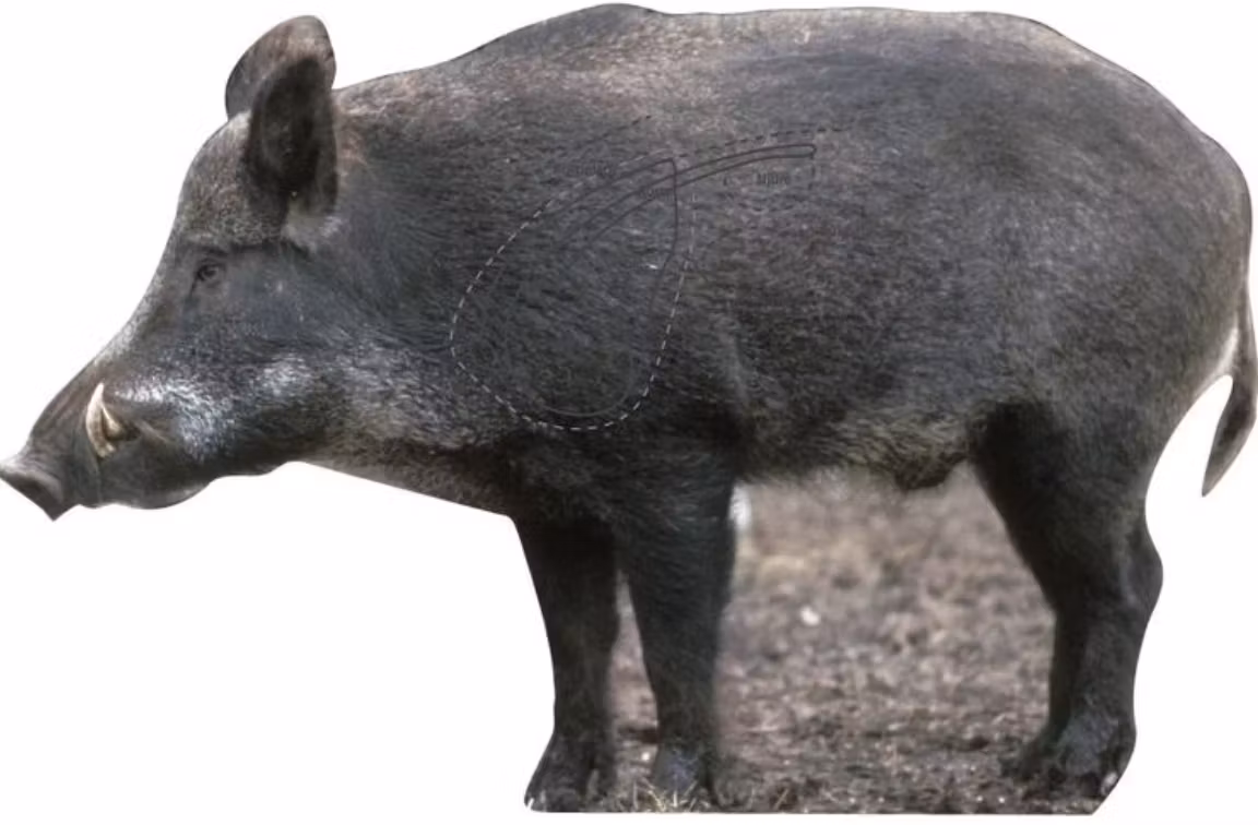 Targets - Vildsvin Sugga Naturlig storlek