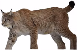 Targets - Lodjur Naturlig storlek