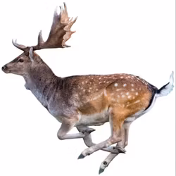 Targets - Dovhort Naturlig storlek