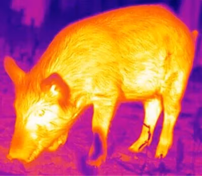 InfiRay - Saim, SCL35W Värmesikte