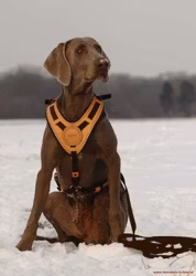 NIGGELOH TRACKING HARNESS MANTRAILING, BROWN