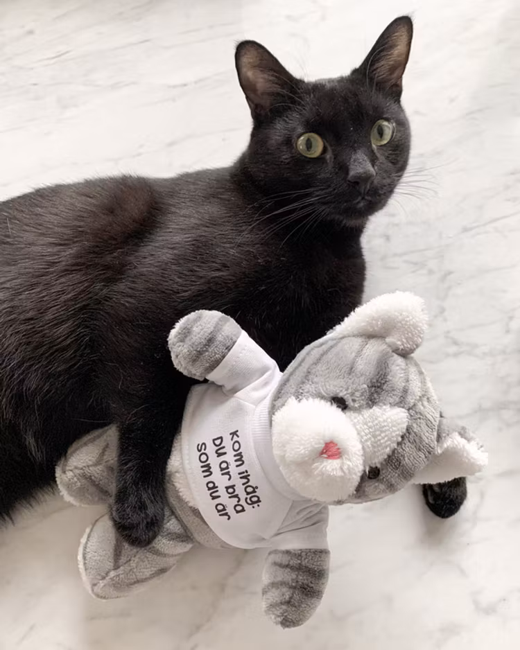 Gosedjur: Katt med t-shirt