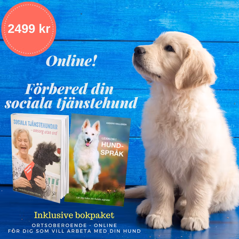 Förberedande utbildning