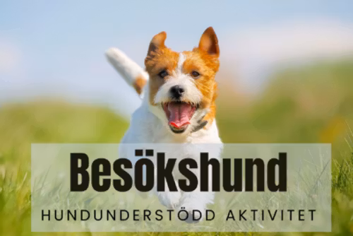 Kursavgift AAA/Besökshund Norge