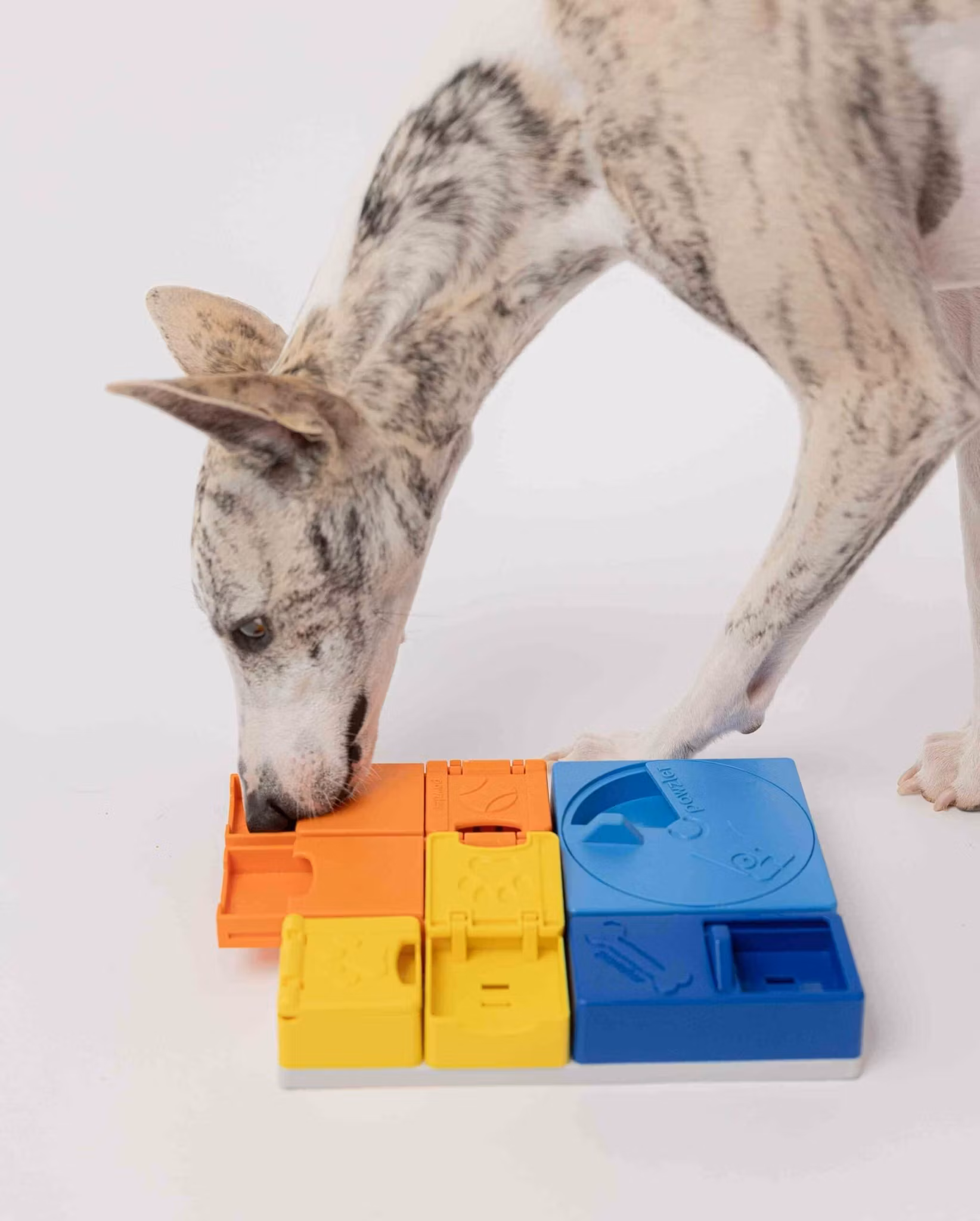 Pawzler Rainbow Set