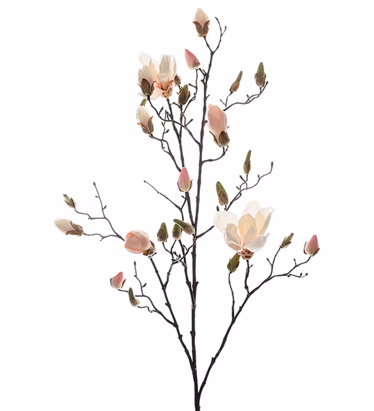 Magnolia