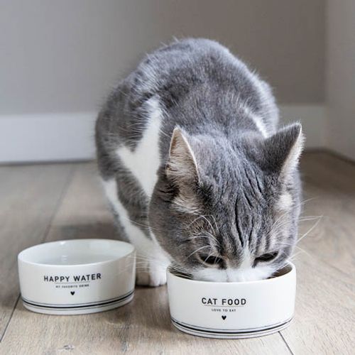 Matskålar katt