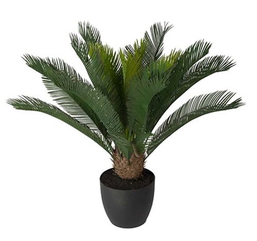 Cycas