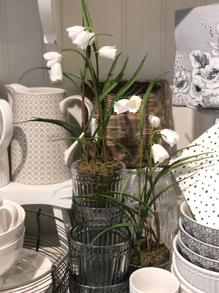 Kungsängslilja Frittilaria