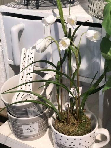 Kungsängslilja Frittilaria