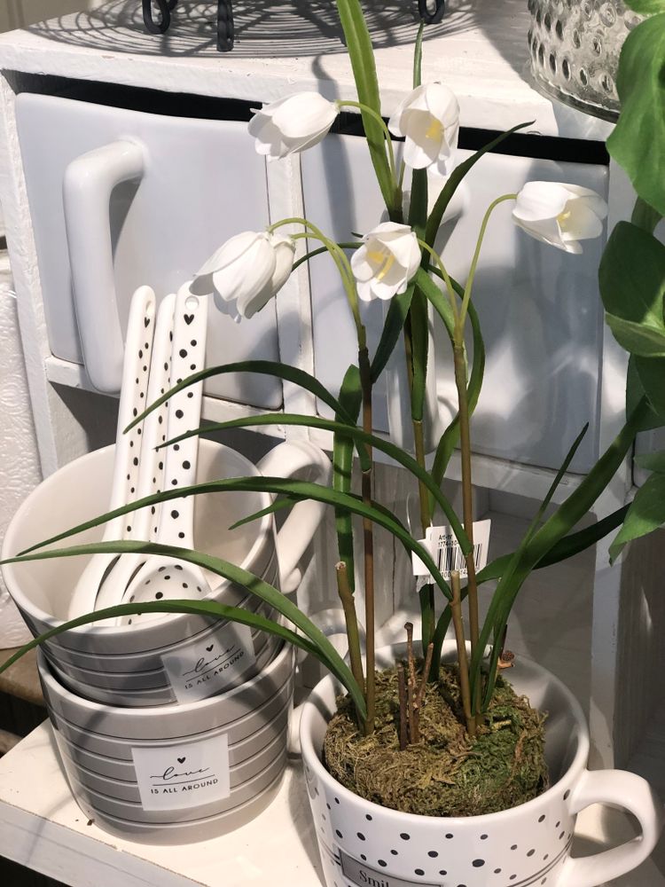 Kungsängslilja Frittilaria