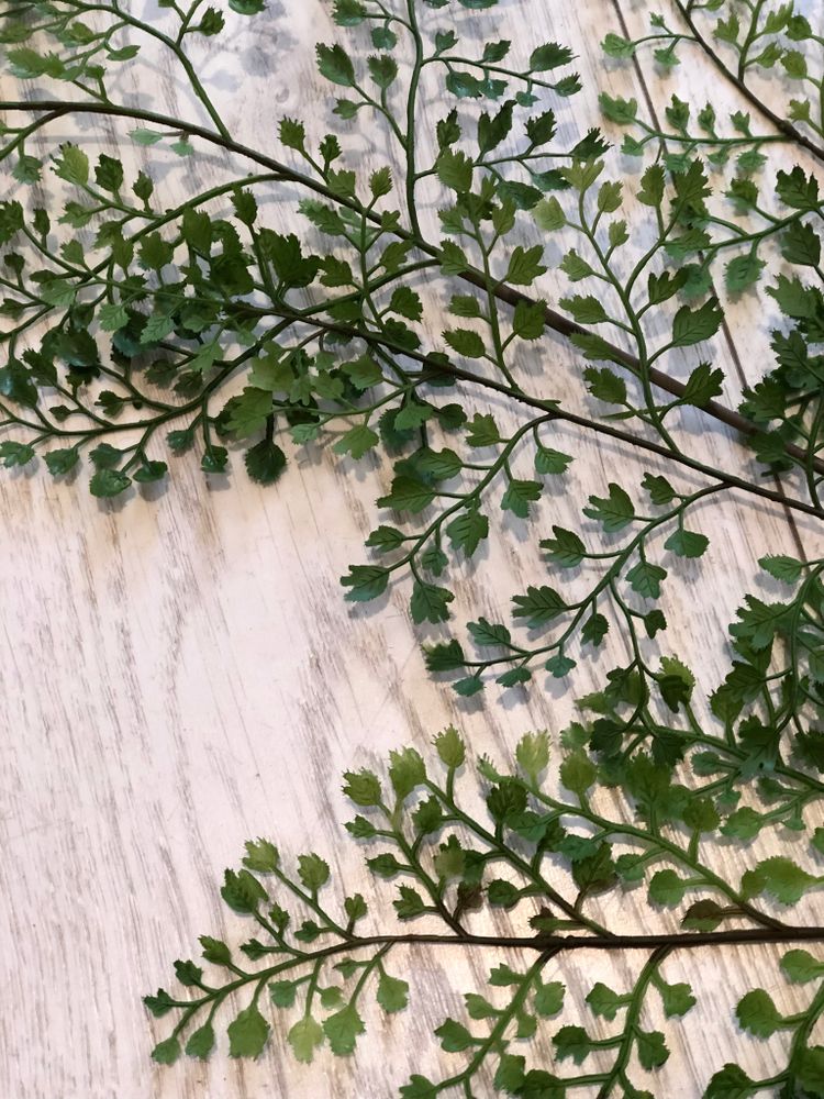Adiantum