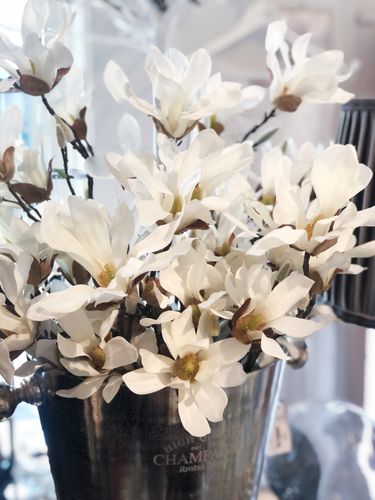 Magnolia gren vit