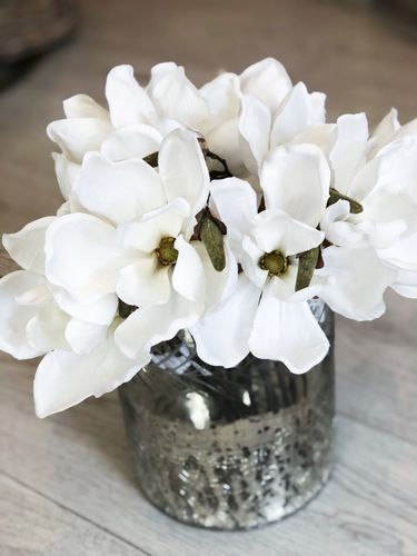 Magnolia vit