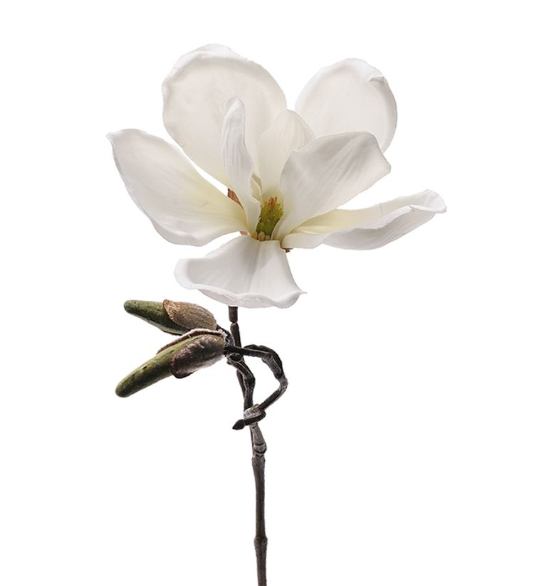 Magnolia vit