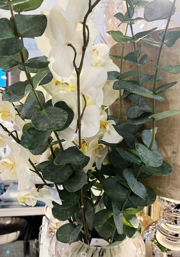 Eukalyptus gren