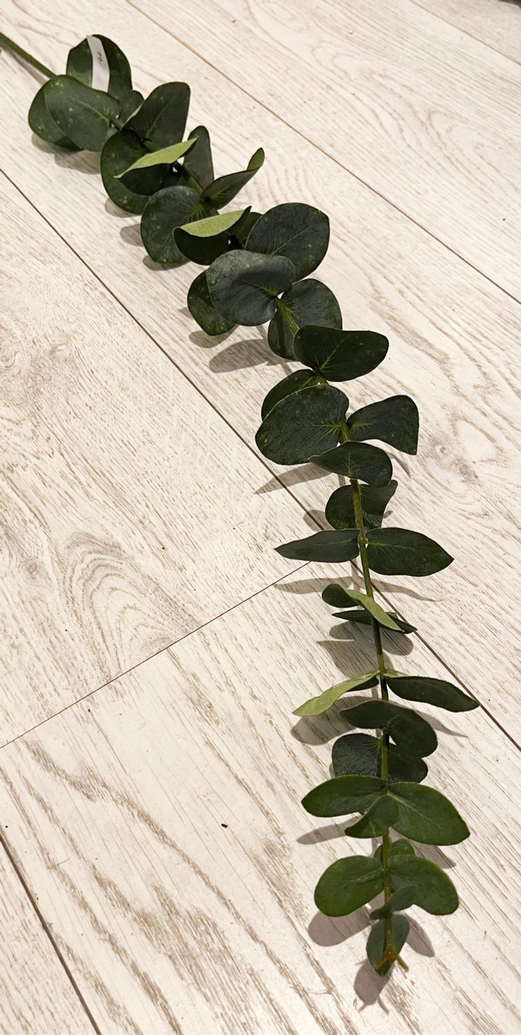 Eukalyptus gren