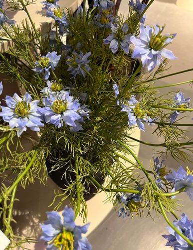 Nigella