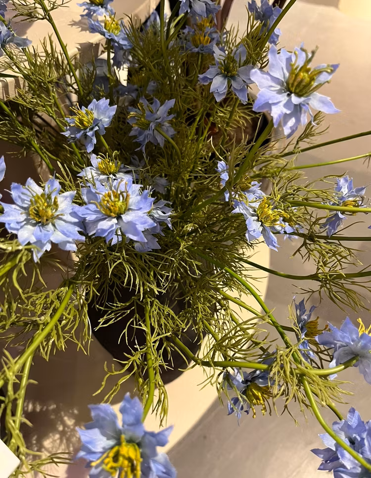 Nigella