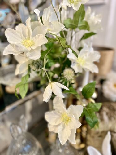 Clematis