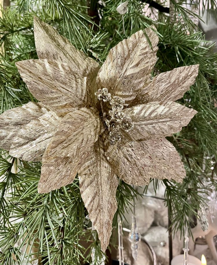 Poinsettia champagneguld