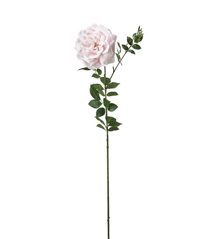 Ros ljusrosa