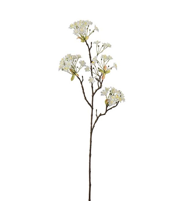 Lönnblomma