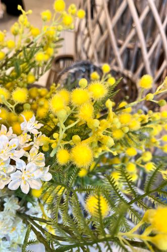 Mimosa