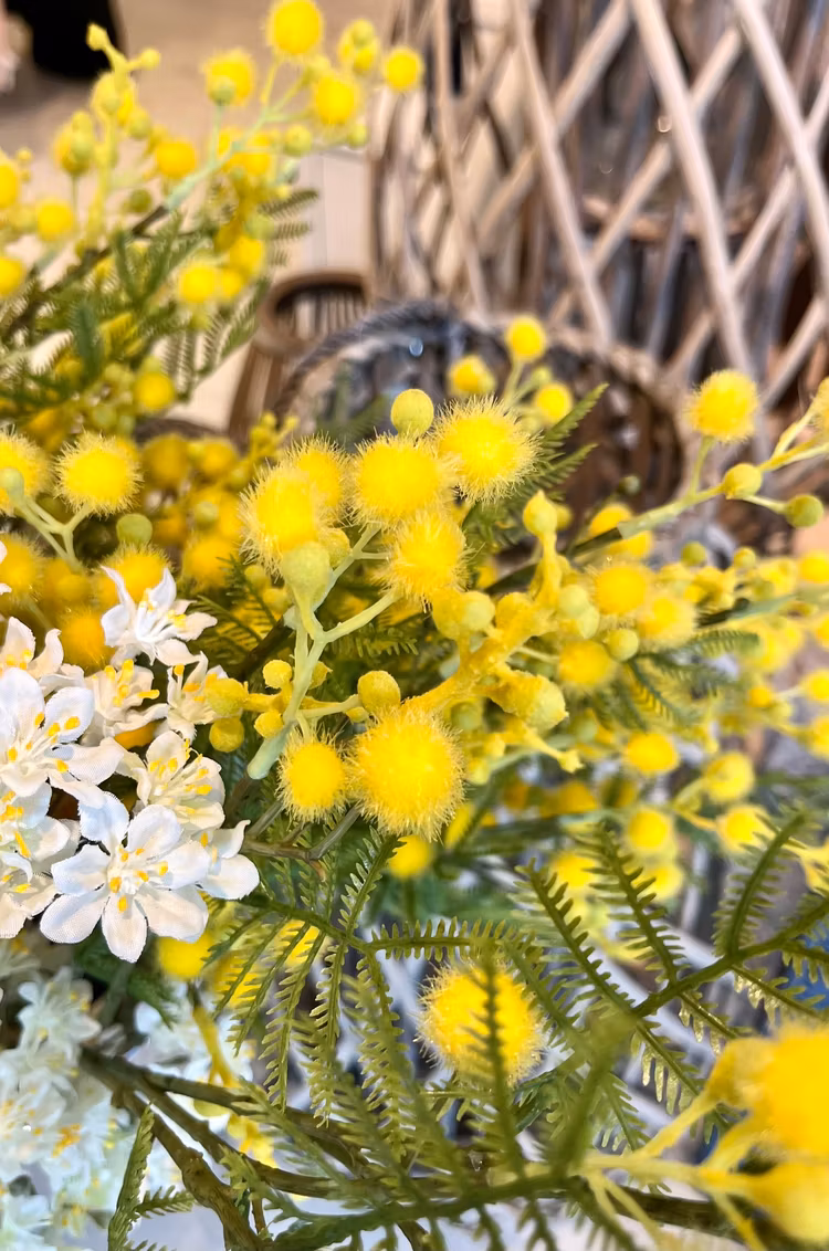 Mimosa