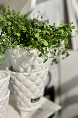 Muehlenbeckia