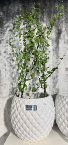 Muehlenbeckia kvist