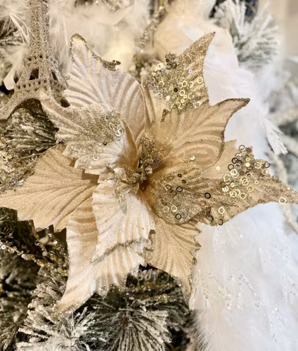 Poinsettia beigerosa