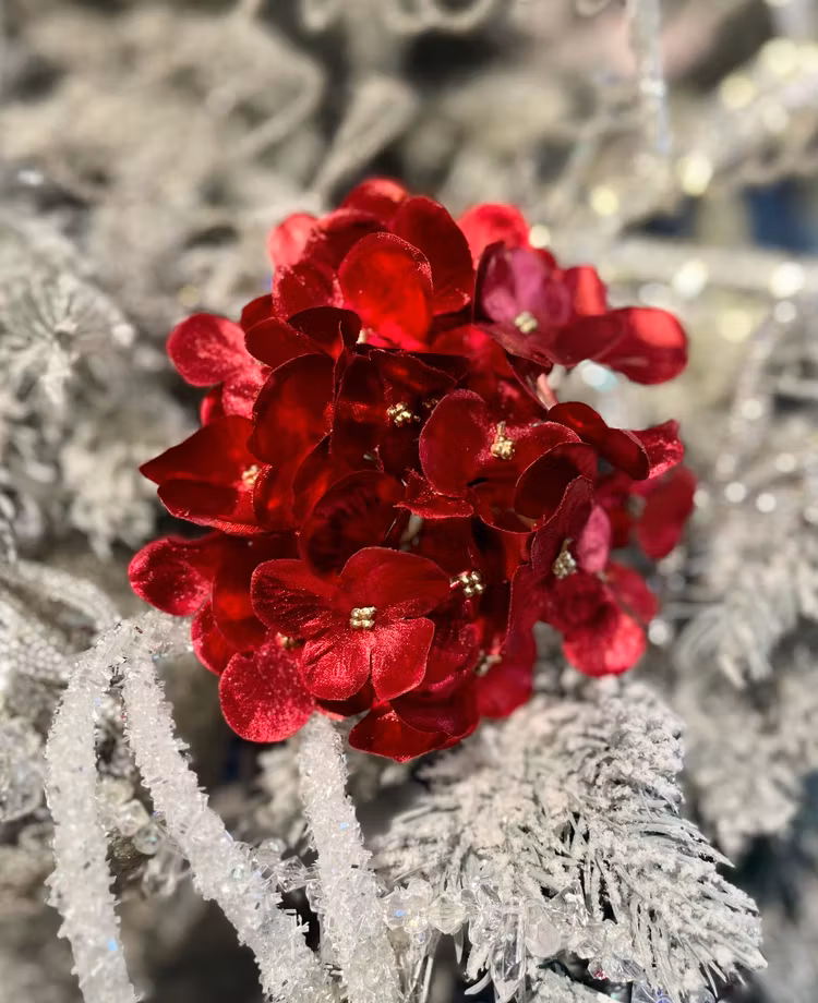 Hortensia röd skimmer