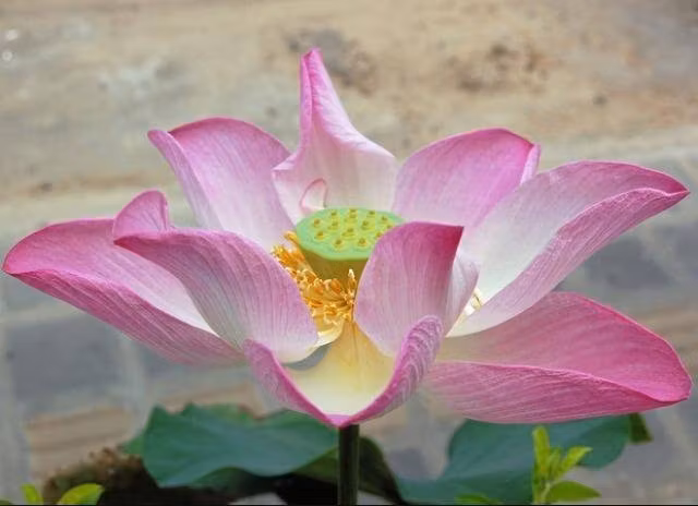 Dagens budskap från våra änglar