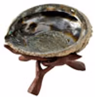 Abalonesnäcka med en ställning i trä.