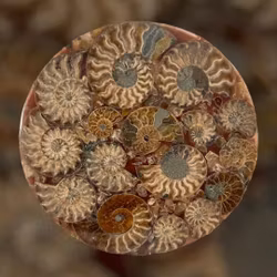 Ammonitplatta