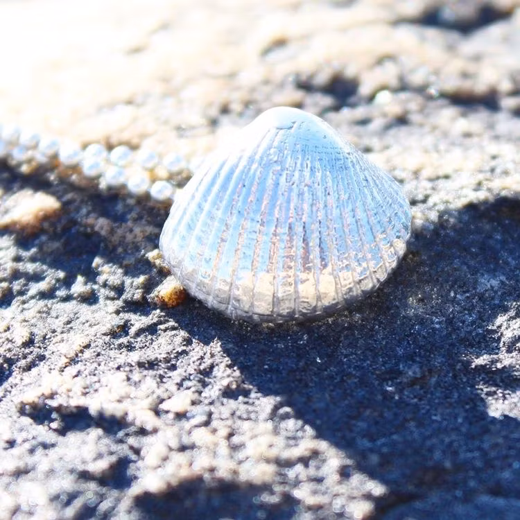 Halsband hjärtmussla i silver