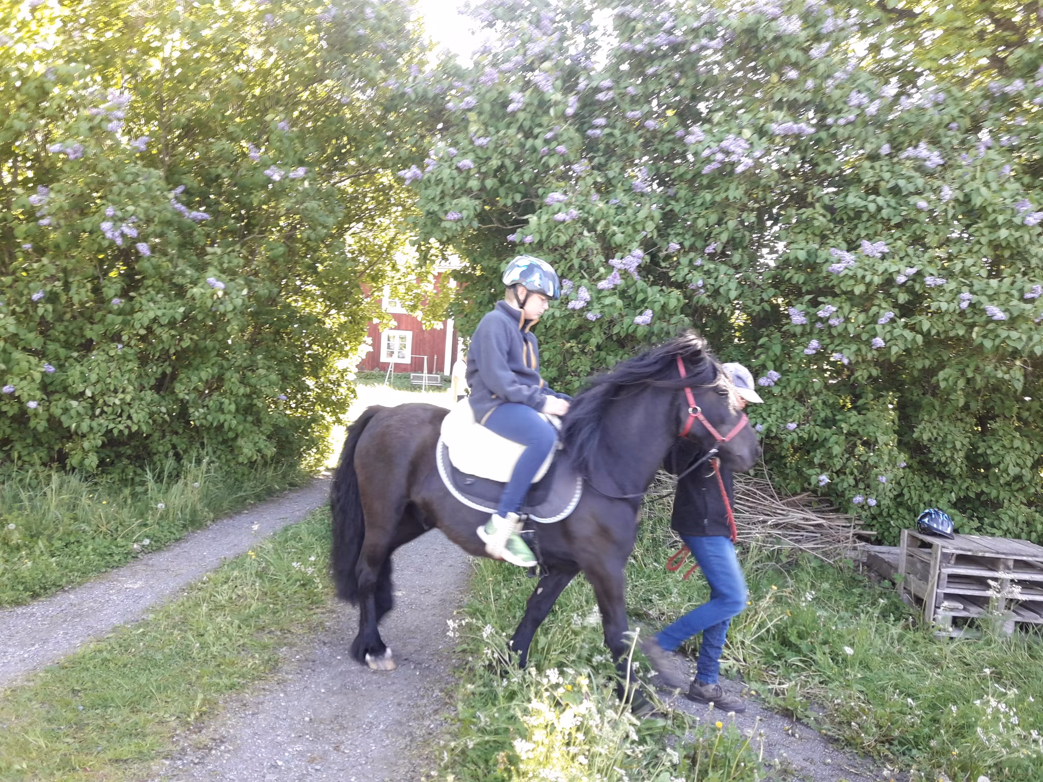 Ponnyridning