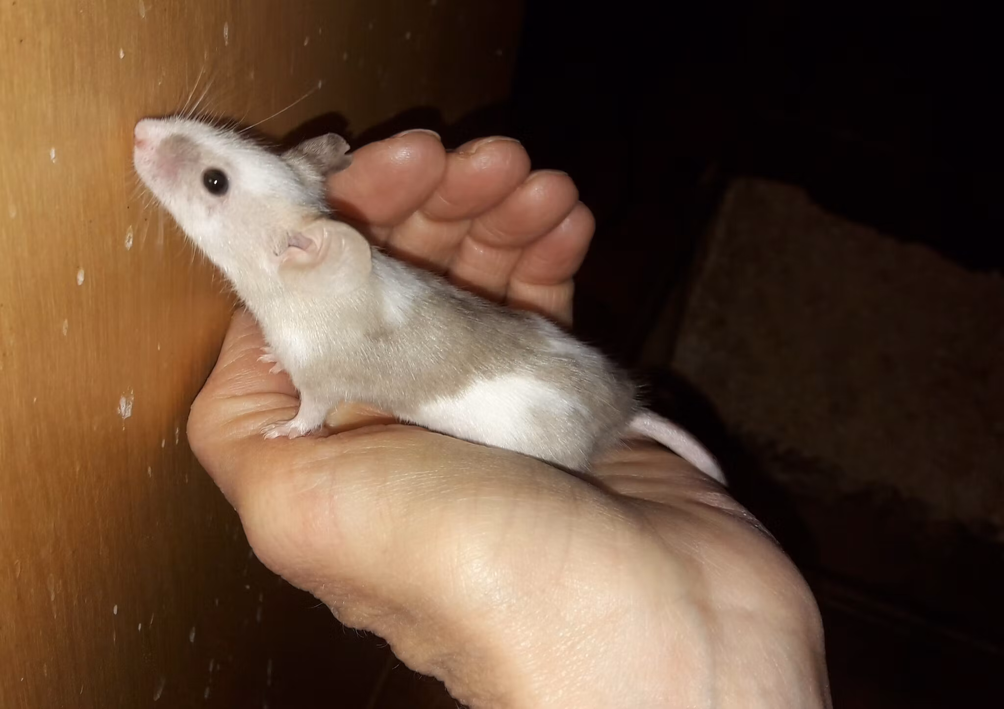 Familjedagar på Siggegården påsklovet 2026