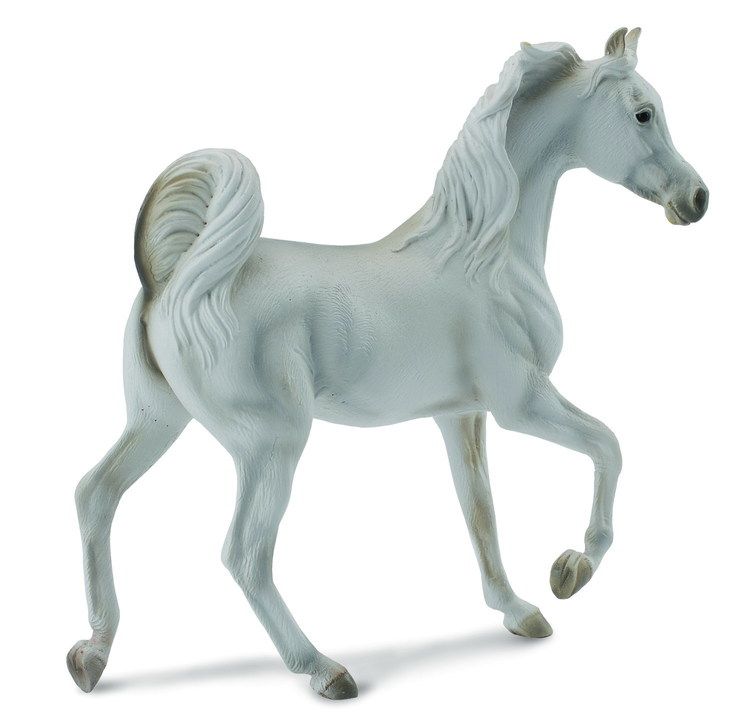 Arabsto grå (Collecta)