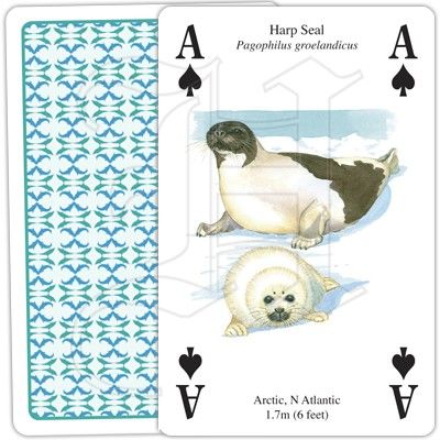Valar & Delfiner och andra havsdäggdjur- Kortlek
