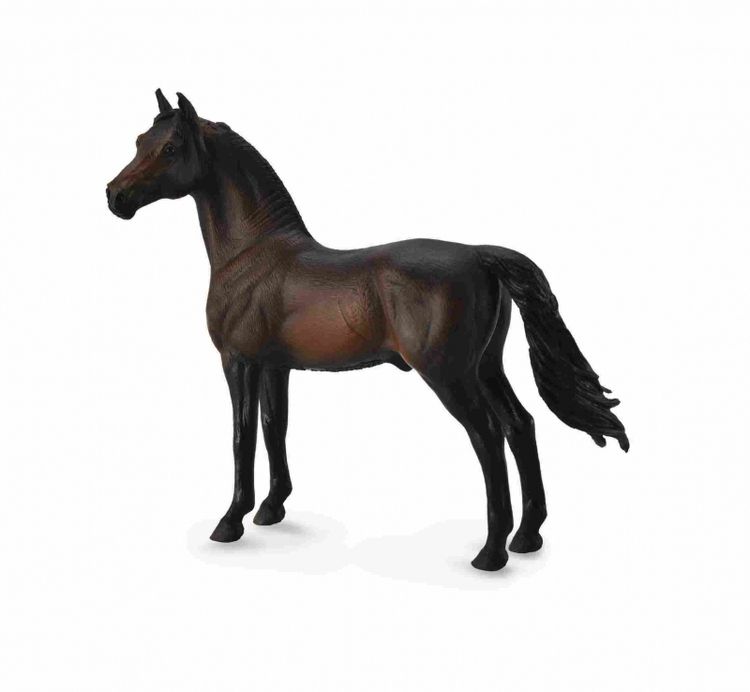 Morgan hingst brun (Collecta)