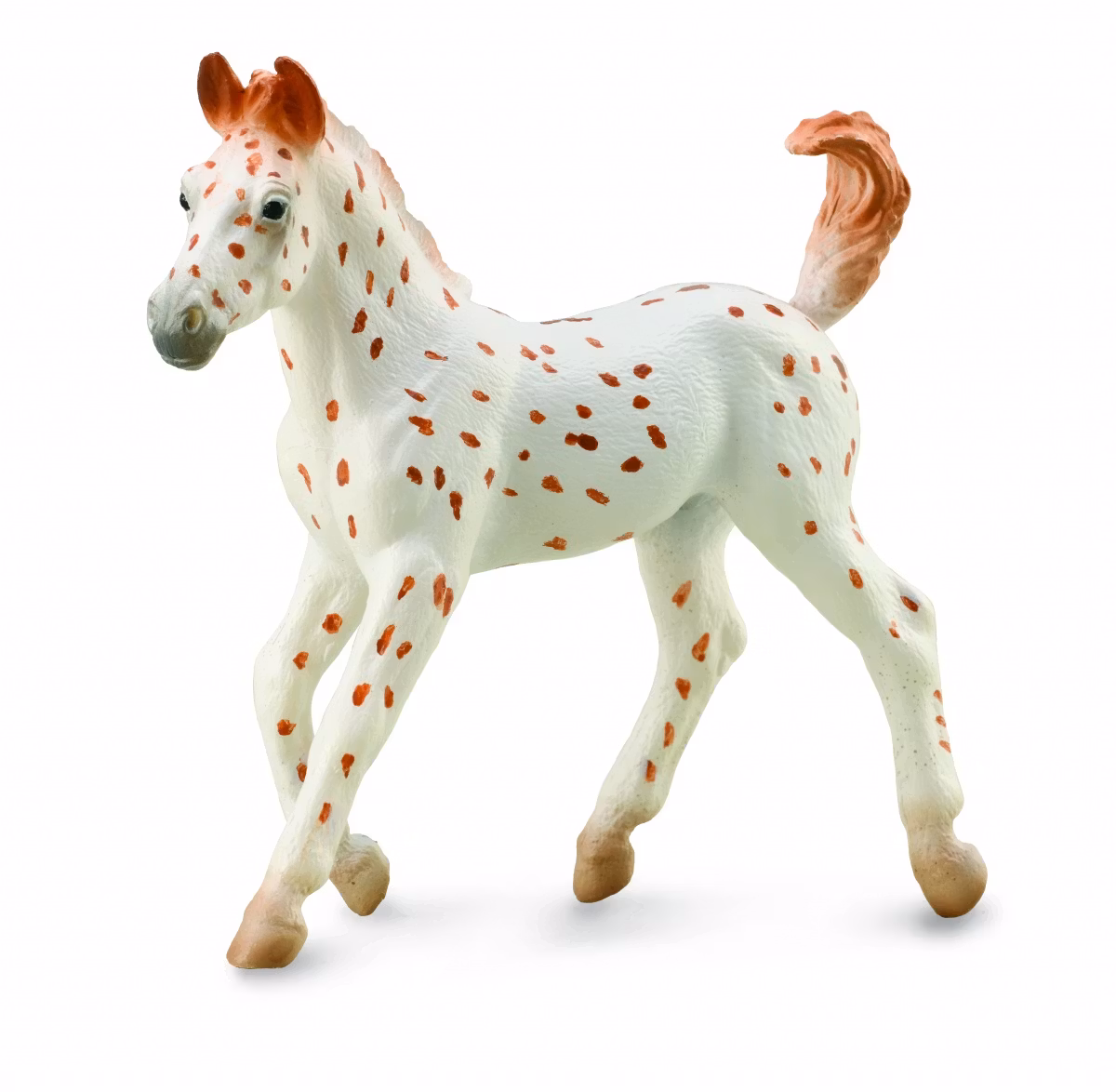 Knabstrupper föl (Collecta)