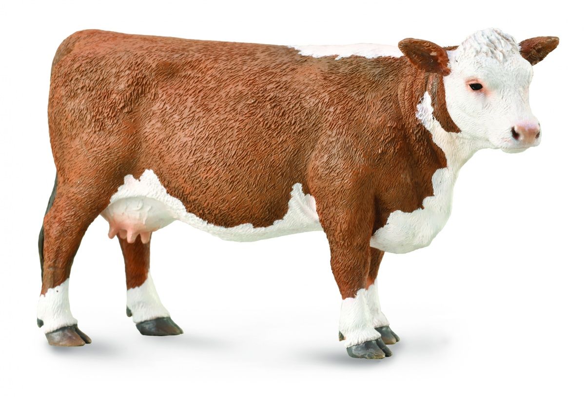 Hereford ko (Collecta)