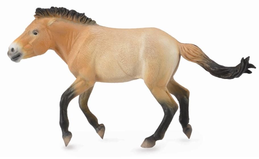 Przewalski (Collecta)