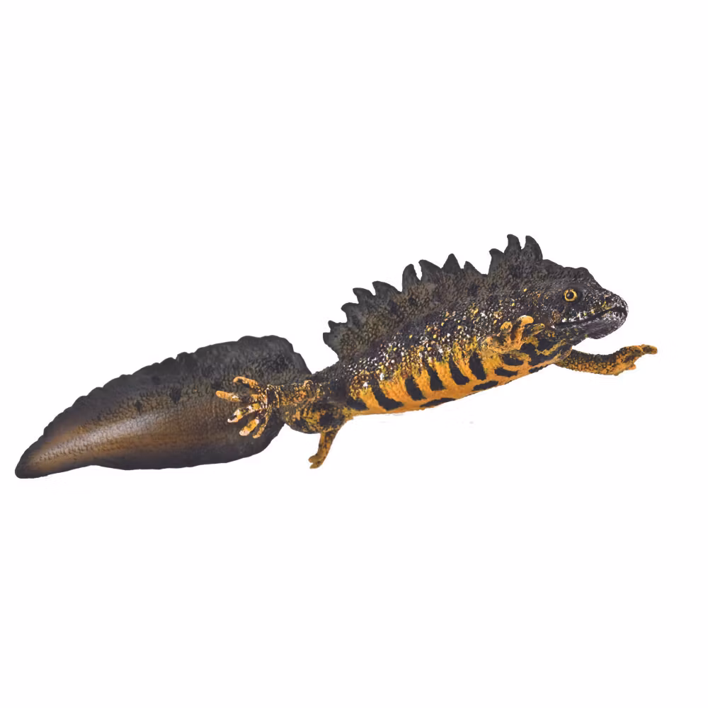 Större vattensalamander, hane, 11 cm (Collecta)