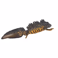 Större vattensalamander, hane, 11 cm (Collecta)