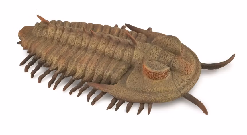 Redlichia rex trilobit 9 cm (Collecta)