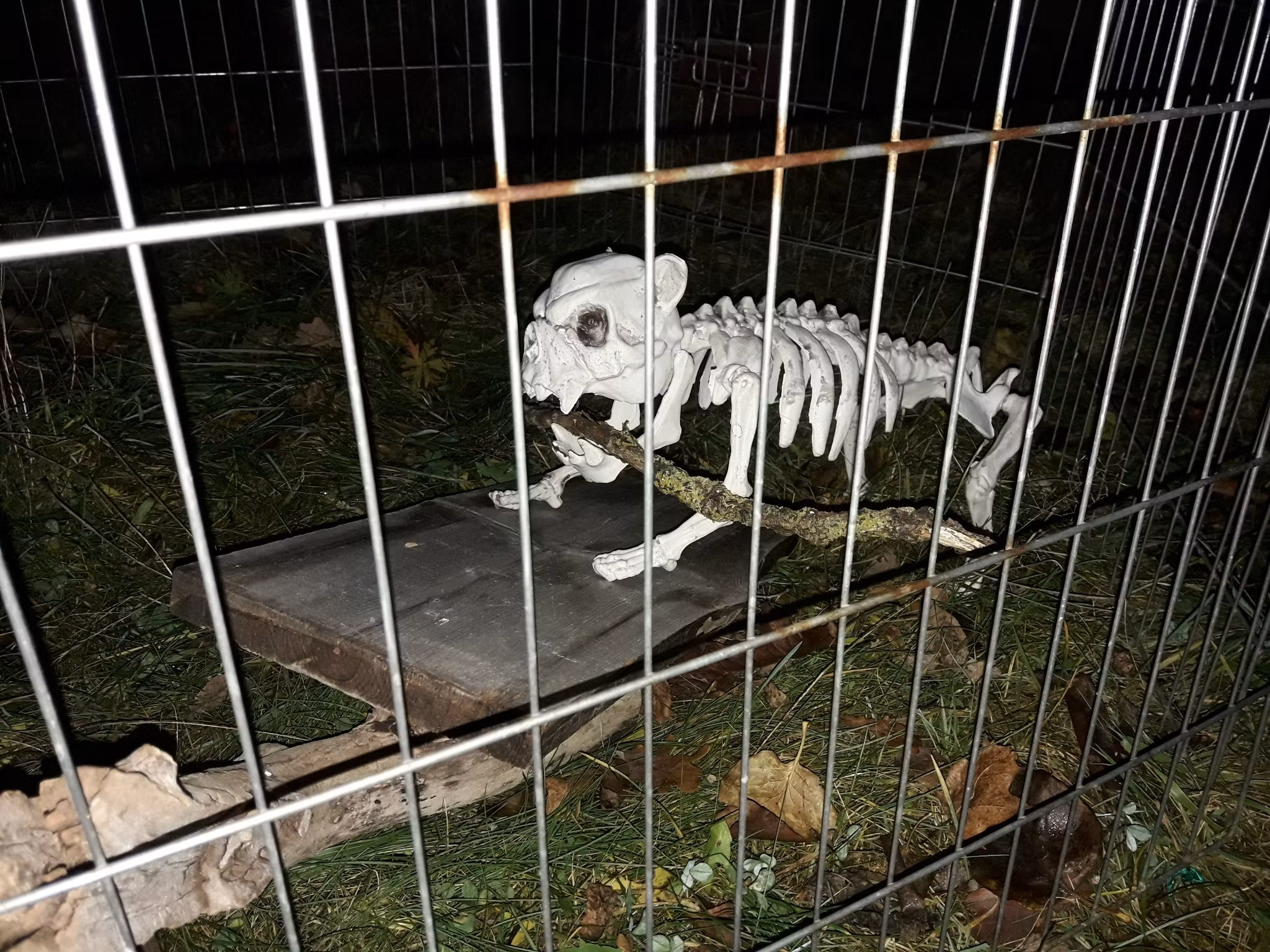 Buskul Halloween 2025